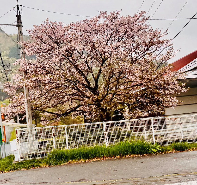 大きな桜の木